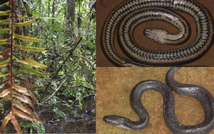 Mục sở thị loài rắn bồng Đắk Krông, lạ ở chỗ chỉ có duy nhất ở Việt Nam mới tìm thấy loài rắn mới này