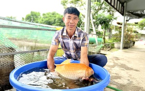 Nuôi thứ cá “sang chảnh” trong đầm, bán 5-10 triệu/con, một nông dân Hải Phòng giàu lên trông thấy