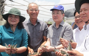 Chủ tịch Hội NDVN Lương Quốc Đoàn thăm mô hình nuôi tôm công nghệ cao, CLB Nông dân tỷ phú ở Bến Tre