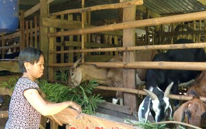 Nắng hạn gay gắt, cây cỏ phát triển èo uột, nông dân Bình Phước lo sốt vó tìm thức ăn cho đàn dê khổng lồ