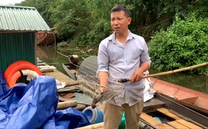 Cá lồng chết bất thường đẩy người dân miền núi Bá Thước (Thanh Hóa) trước nguy cơ tái nghèo