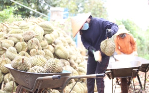 Cục trưởng Cục Bảo vệ thực vật thông tin về kết quả xác minh lô hàng sầu riêng phía Trung Quốc cảnh báo