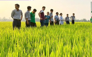 Tập đoàn Lộc Trời đã trả xong toàn bộ tiền mua lúa cho nông dân tại An Giang- Ảnh 3.