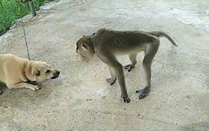 Một con động vật hoang dã tinh ranh, tấn công người, dọa cả chó, ngành chức năng Nghệ An đang vây bắt
