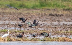 Cua biển to bự đội vương miện như vua và hoàng hậu lần đầu tiên đăng quang tại Quảng Ninh - Ảnh 14.