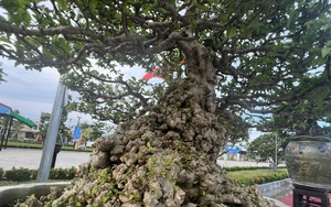 Loạt gốc bonsai 