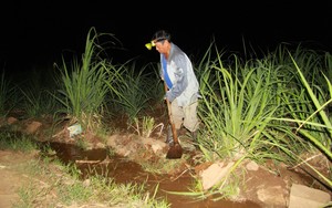 Nắng hạn kéo dài, nông dân ở Ninh Thuận đội đèn xuyên đêm 