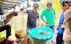 Nuôi lươn to bự, vì sao ở Hậu Giang con đặc sản này giá giảm, đã thế bán còn chậm?