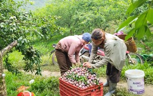 Mộc Châu điểm đến thiên nhiên Khu vực hàng đầu châu Á.  - Ảnh 8.