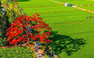 Cây phượng bật gốc ở trường tiểu học quận 12 đè ô tô, nhà trường nói “sự cố mưa gió" - Ảnh 6.