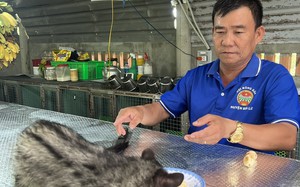 Con động vật này vốn là loài hoang dã, ông nông dân Long An bóc chuối chín cho ăn, bán 7-8 triệu/con