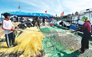 Ở một đảo của Quảng Ngãi, dân xúc cá có mệt đến mấy cũng vẫn phải nói 