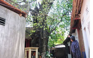 Một làng cổ Bắc Ninh có trống sấm, cây cổ thụ gần 600 năm tuổi, dãi dầu mưa nắng vẫn 