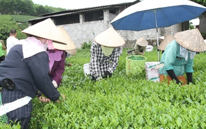 Kinh tế tập thể tạo việc làm, nâng cao thu nhập, xây dựng nông thôn mới hiệu quả tại Thái Nguyên
