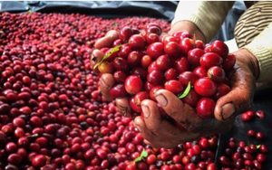 Giá cà phê ngày 20/5: Cà phê trong nước quanh mức giá 104.000 đồng/kg, dân nói 