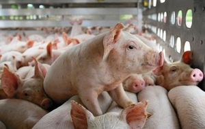 Giá lợn hơi ngày 21/5: Miền Bắc ghi nhận thêm Vĩnh Phúc và Hưng Yên chạm mốc 68.000 đồng/kg