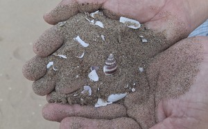 Có hay không lúa chết do làm đường cao tốc ở Hậu Giang?: Cần làm rõ nguồn cát từ đâu, cát sông hay cát biển