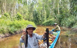 Cây năn bộp, cỏ dại mọc hoang la liệt ngoài đồng Cà Mau, dân trồng làm rau đặc sản, nhà giàu thèm - Ảnh 8.