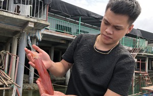 Dân nuôi hải sản lồng bè ở Vũng Áng của Hà Tĩnh đang “hốt bạc” nhờ bán con gì giá 1 triệu/kg?