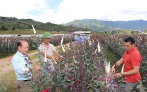 Bắc Giang: Từ đột phá trong xây dựng nông thôn mới đến những làng quê đáng sống - Ảnh 6.