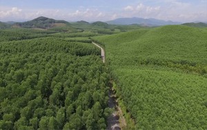 Thủ tướng Chính phủ yêu cầu đánh giá tiềm năng hấp thụ các bon của rừng Việt Nam