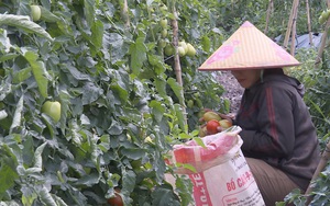 Người Nùng ở Lâm Đồng đem loại cây quen trồng trên đất mới lạ, cho thu nhiều tiền hơn hẳn