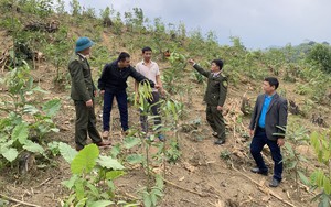Một huyện của tỉnh Thái Nguyên phấn đấu trồng mới 500ha quế trong năm 2024