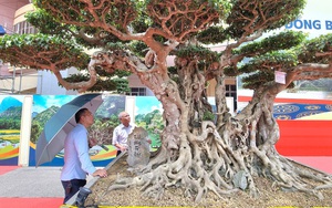 Một cây cổ thụ làm cảnh có tên “Thành đồng tổ quốc” trị giá gần 50 tỷ ở Ninh Bình