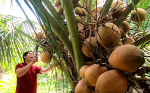 Chuyến tàu đầu tiên đưa 67,5 tấn dừa tươi xuất sang Trung Quốc qua ga liên vận quốc tế Sóng Thần- Ảnh 9.