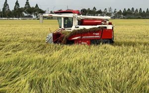 Việt Nam có tiềm năng lớn để xuất khẩu gạo thơm sang khu vực Âu Mỹ