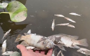 Cá chết trắng bất thường trên kênh điều hòa khu công nghiệp Khánh Phú (Ninh Bình)