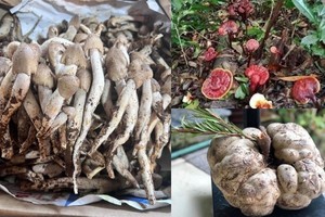 Những loại nấm có dinh dưỡng cao, giá đắt đỏ luôn “cháy hàng” ở Việt Nam: Loại thứ 3 thuộc hàng 
