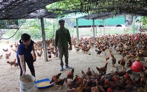 Cả làng ở Hà Tĩnh nuôi gà chạy trên cát, bán vài ngàn con hết veo, nhà nào nuôi nhà đó khá giả
