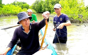 Cây năn bộp, cỏ dại mọc hoang la liệt ngoài đồng Cà Mau, dân trồng làm rau đặc sản, nhà giàu thèm - Ảnh 6.