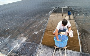 Nông dân nuôi tôm ở Bà Rịa-Vũng Tàu đang lo lắng về một hiện tượng thời tiết này