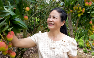 Nông dân Lào Cai tất bật vào vụ thu hoạch vải, thương lái tới mua ngay tại vườn