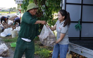 Báo Nông Thôn Ngày Nay/ĐT Dân Việt kêu gọi Bạn đọc hỗ trợ tiêu thụ khoai lang mật cho bà con Hải Dương