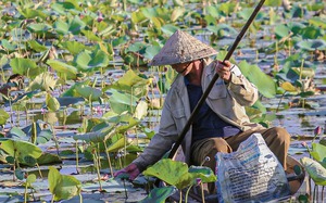 Mê mẩn cánh đồng sen lá xanh, bông hồng tuyệt đẹp tại Đà Nẵng