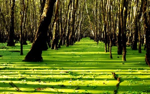 Đây là khu rừng nổi tiếng An Giang, lạ là muốn đi vô phải ngồi thuyền, mặt nước nổi dày đặc loại bèo này