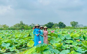 Bên trong thành nhà Hồ ở Thanh Hóa trồng loại hoa sen cổ, mùi thơm ngào ngạt, dân tình tha hồ chụp ảnh