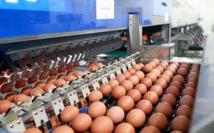 Nhà máy sản xuất trứng gà 800 tỷ đồng ở Phú Thọ bị ngân hàng 