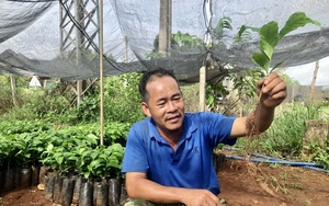 Nhiều nhà ở Gia Lai đang đổ xô trồng loại cây này sau khi đã phá bỏ chưa lâu