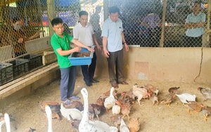 Nông dân Lào Cai thăm quan, học tập mô hình nuôi sâu canxi, nuôi giun trùn quế bằng rác thải hữu cơ