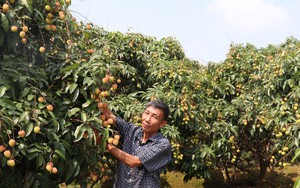 Ở Bắc Giang, ngước lên cây vải thiều buồn thiu toàn thấy lá, nông dân này trồng kiểu gì mà ra trái quá trời?