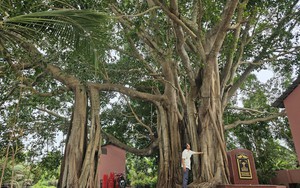Có một cây cổ thụ hơn 200 năm tuổi, chu vi gốc 14m bên sân miếu cổ ở Long An, đó là loài cây gì?
