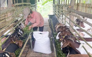 Nuôi dê bán chăn thả - hướng đi nhiều triển vọng ở vùng đồng bào dân tộc thiểu số tại Bắc Kạn- Ảnh 6.