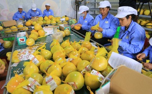 Hà Giang: xuất khẩu thêm 15 tấn nông sản sang Nhật Bản- Ảnh 5.