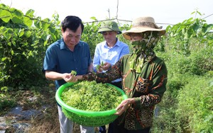 Thanh Hóa: Trồng thứ cây bò đi tứ phía, hái hoa đem đi bán kiếm 5 đến 6 triệu đồng/ngày