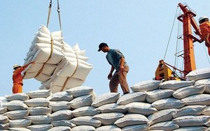 Giá gạo xuất khẩu tiếp tục hạ nhiệt, nhiều doanh nghiệp lo thua lỗ nặng