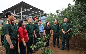 Lực lượng quân đội ngâm mình trong nước hỗ trợ gặt lúa giúp dân sau bão - Ảnh 2.